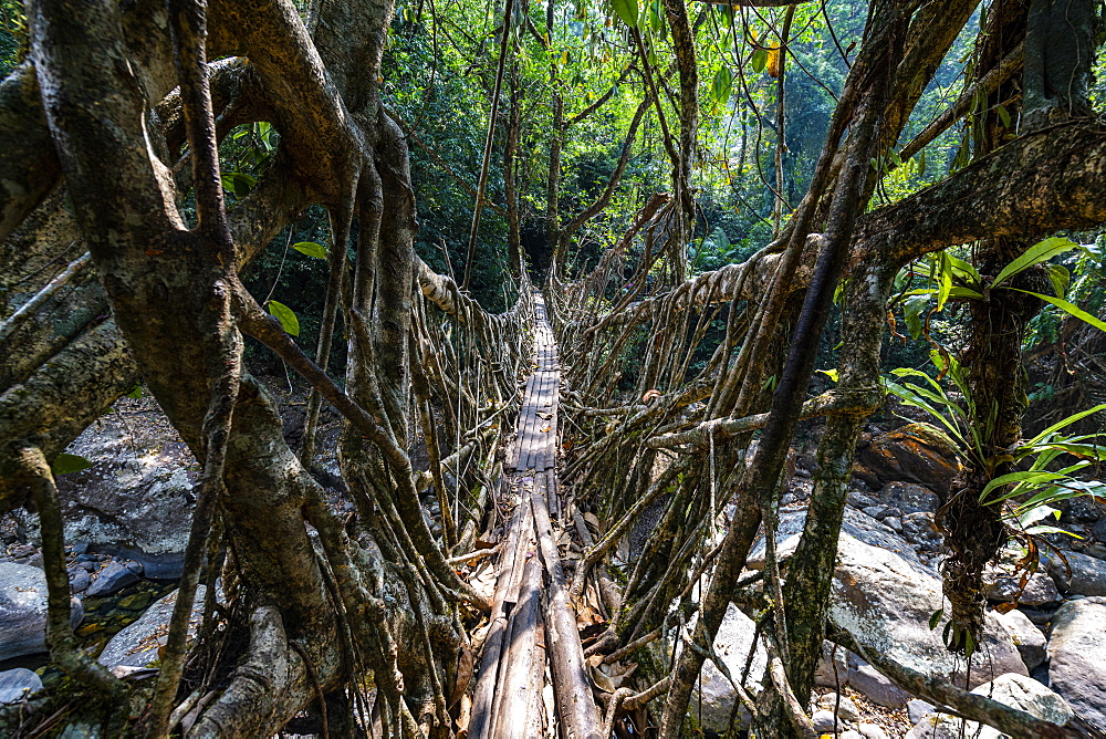 Living Root Bridge, Sohra (Cherrapunjee), Meghalaya, India, Asia