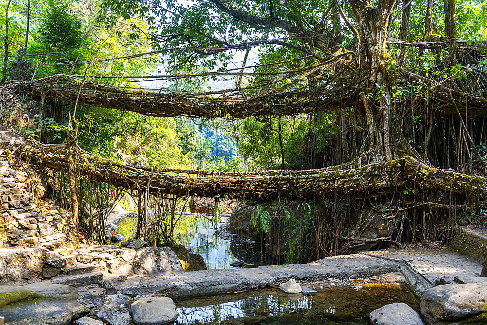 Double Decker Living Root Bridge, Sohra (Cherrapunjee), Meghalaya, India, Asia