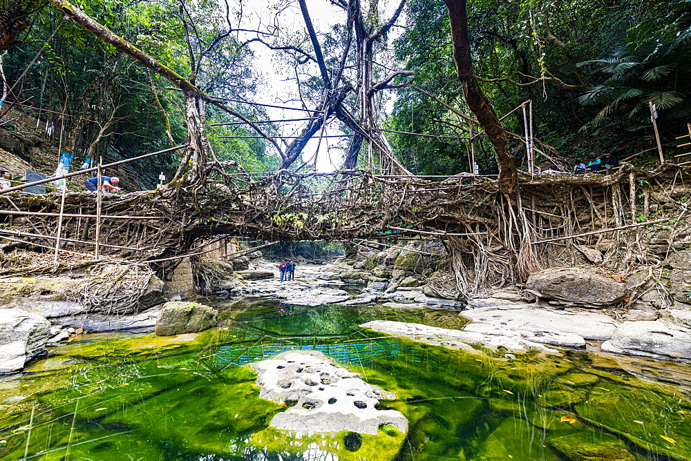 Mawlynnong living root bridge, Meghalaya, India, Asia