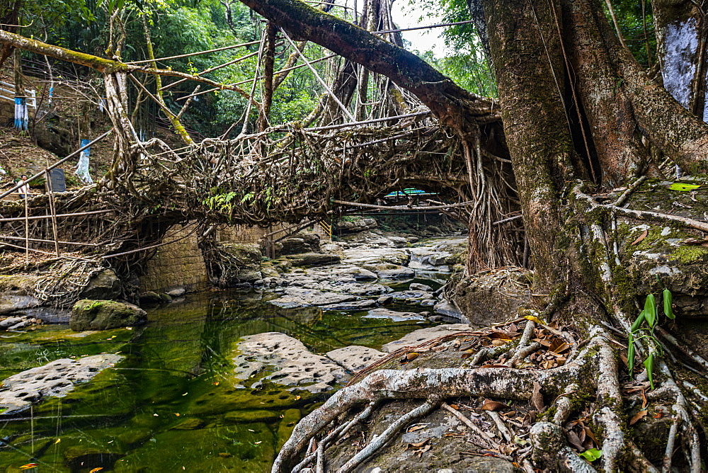 Mawlynnong living root bridge, Meghalaya, India, Asia