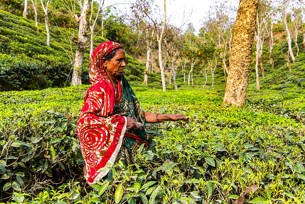 Woman picking Tea leaves on a Tea plantation in Sreemagal, Bangladesh, Asia