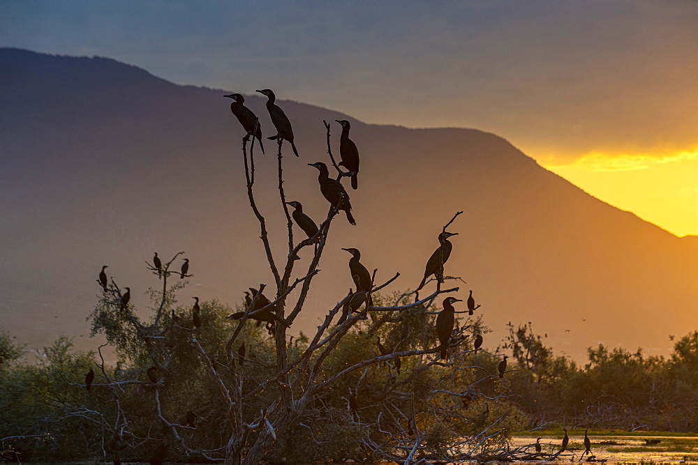 Cormorants (Phalacrocoracidae) sitting in a tree at sunrise,, Lake Kerkini, Macedonia, Greece, Europe