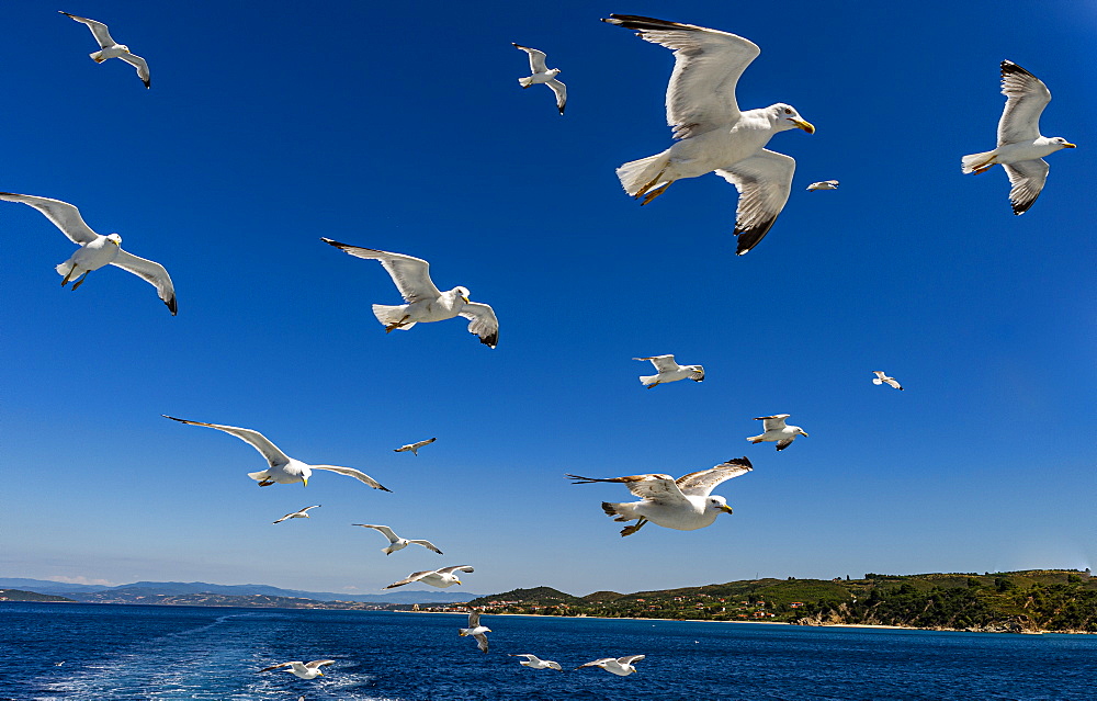 Seagulls (Laridae) flying behind a tourist boat, Mount Athos, Central Macedonia, Greece, Europe