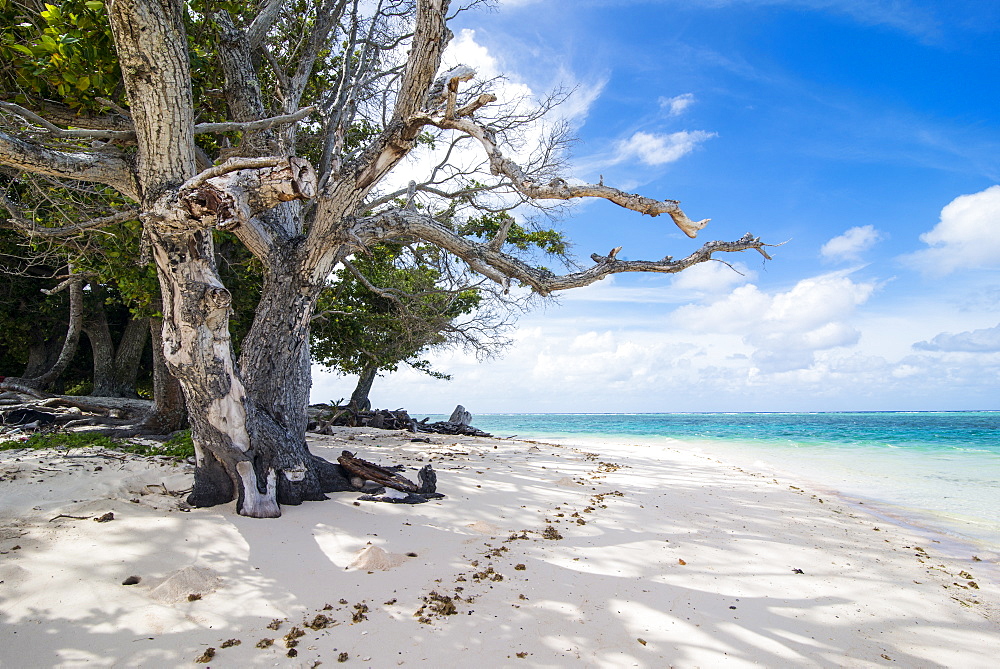 White sand and turquoise water at Laura (Lowrah) beach, Majuro atoll, Majuro, Marshall Islands, South Pacific