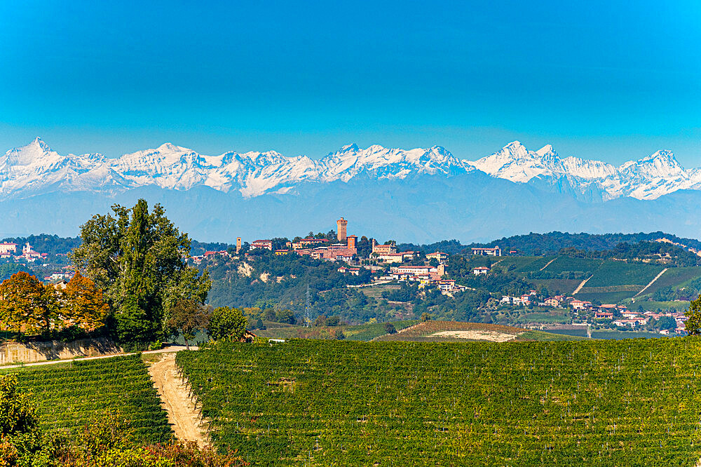 Vineyards with the Alps behind, Barolo wine region, UNESCO World Heritage Site, Piedmont, Italy, Europe