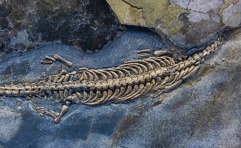 Fossils on display, Museum of Fossils from Meride, UNESCO World Heritage Site, Monte San Giorgio, Switzerland, Europe