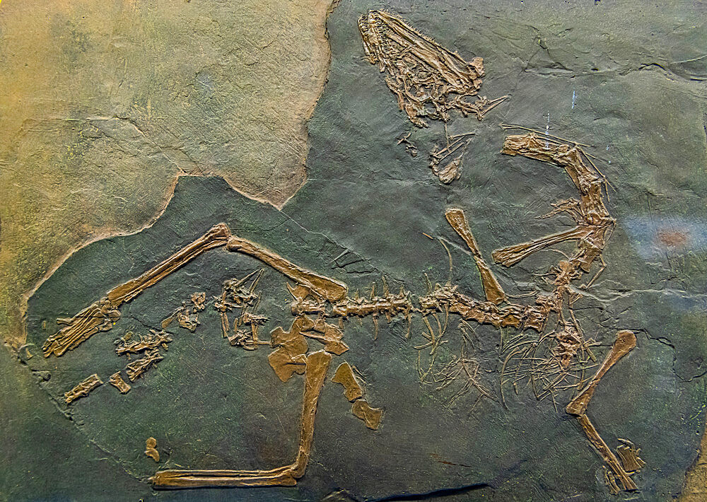 Fossils on display, Museum of Fossils from Meride, UNESCO World Heritage Site, Monte San Giorgio, Switzerland, Europe