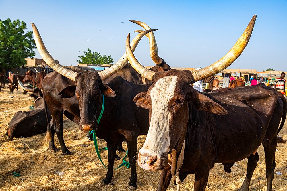 Cows with huge horns, Animal market, Agadez, Niger, Africa