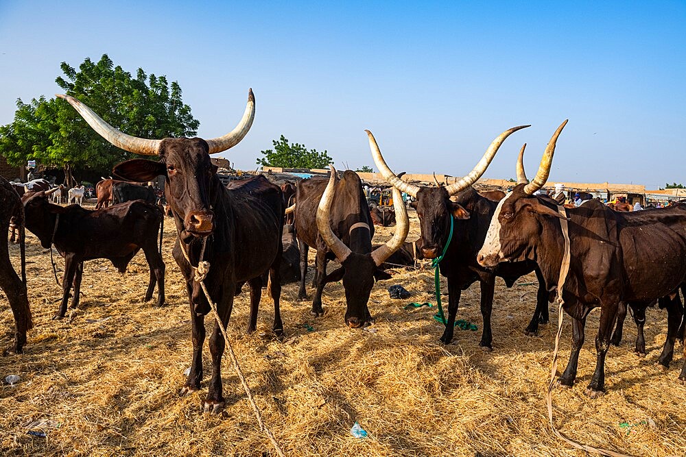 Cows with huge horns, Animal market, Agadez, Niger, Africa