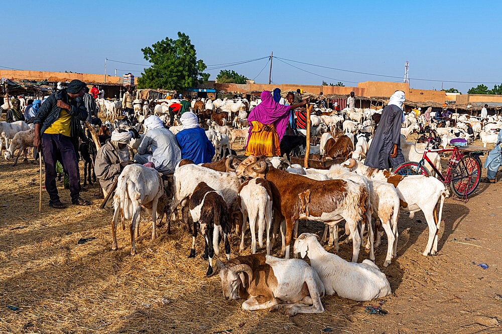 Animal market, Agadez, Niger, Africa