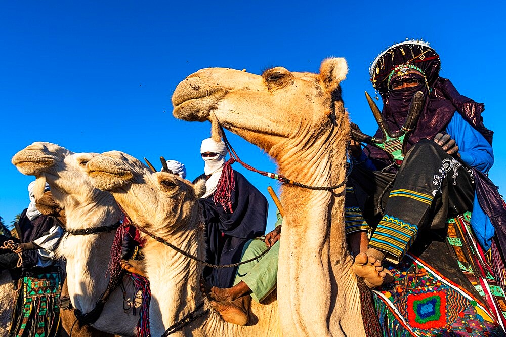 Traditional dressed Tuaregs on their camels, Oasis of Timia, Air Mountains, Niger, Africa