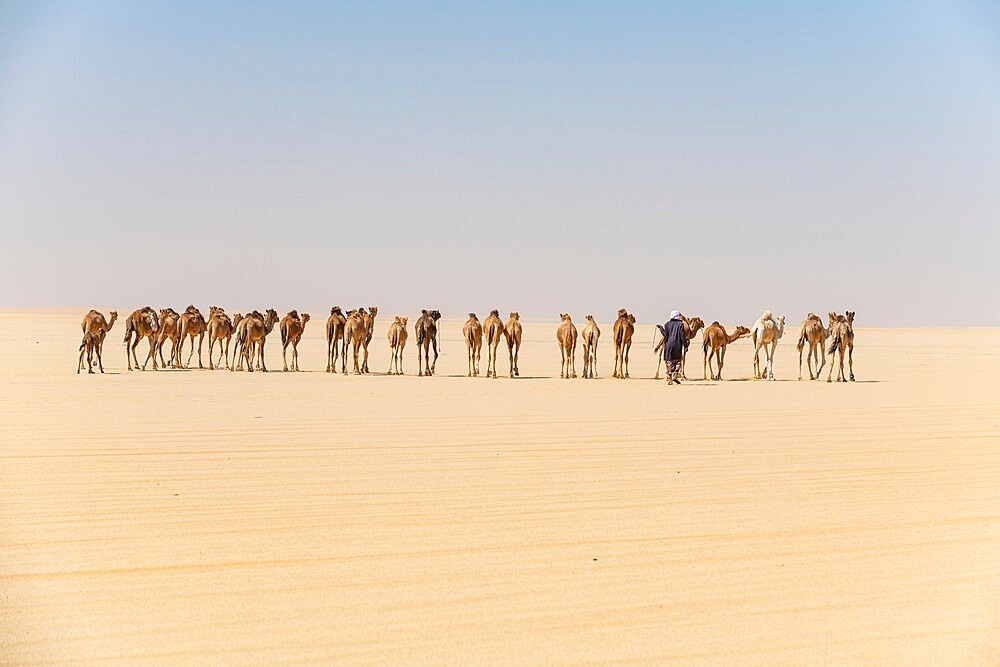 Camel caravan on the Djado Plateau, Sahara, Niger, Africa