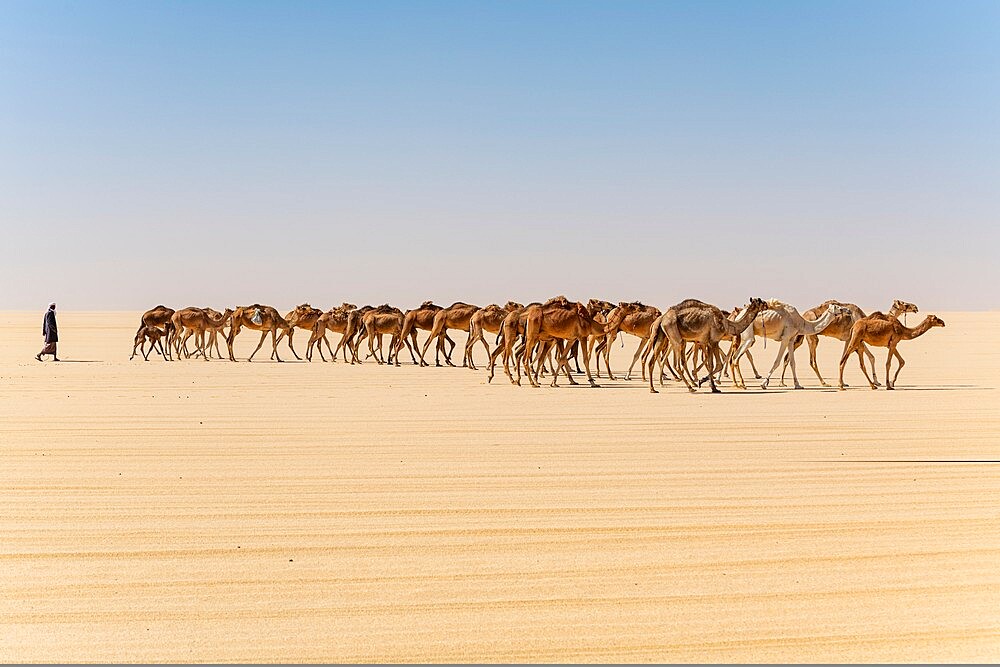 Camel caravan on the Djado Plateau, Sahara, Niger, Africa