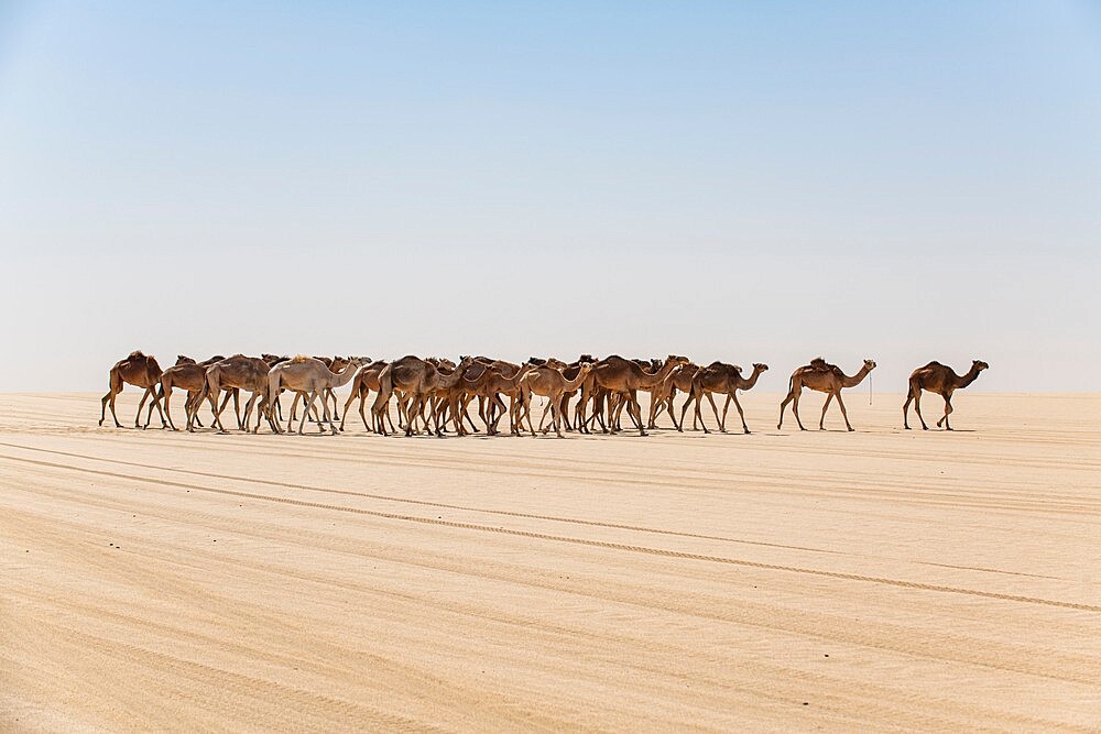 Camel caravan on the Djado Plateau, Sahara, Niger, Africa