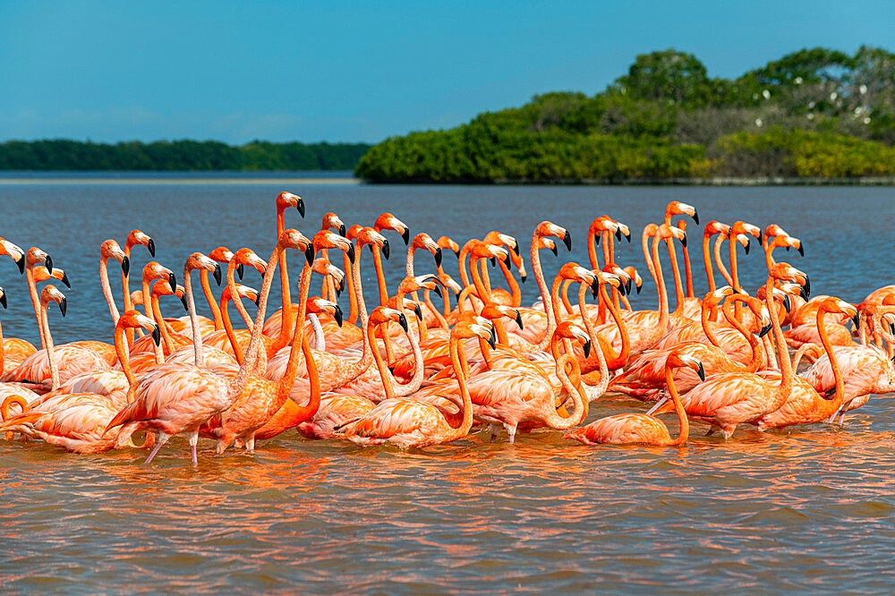 American flamingo (Phoenicopterus ruber), Rio Celestun UNESCO Biosphere Reserve, Yucatan, Mexico, North America