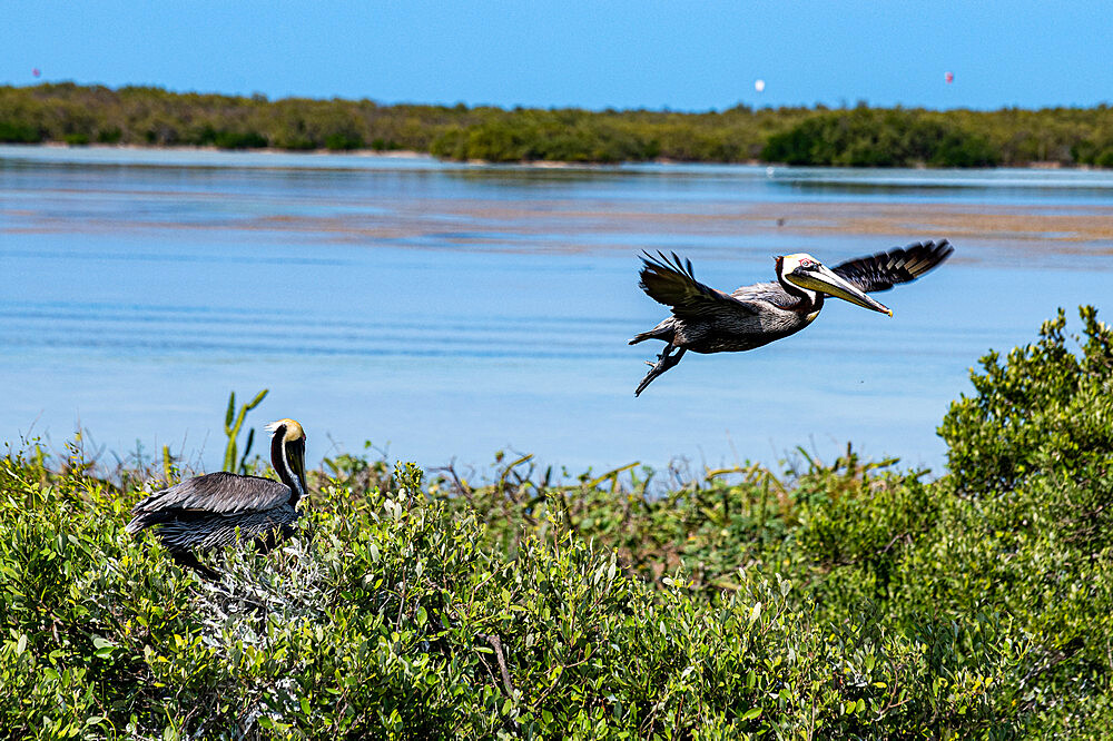 Brown pelican (Pelecanus occidentalis), Holbox island, Yucatan, Mexico, North America