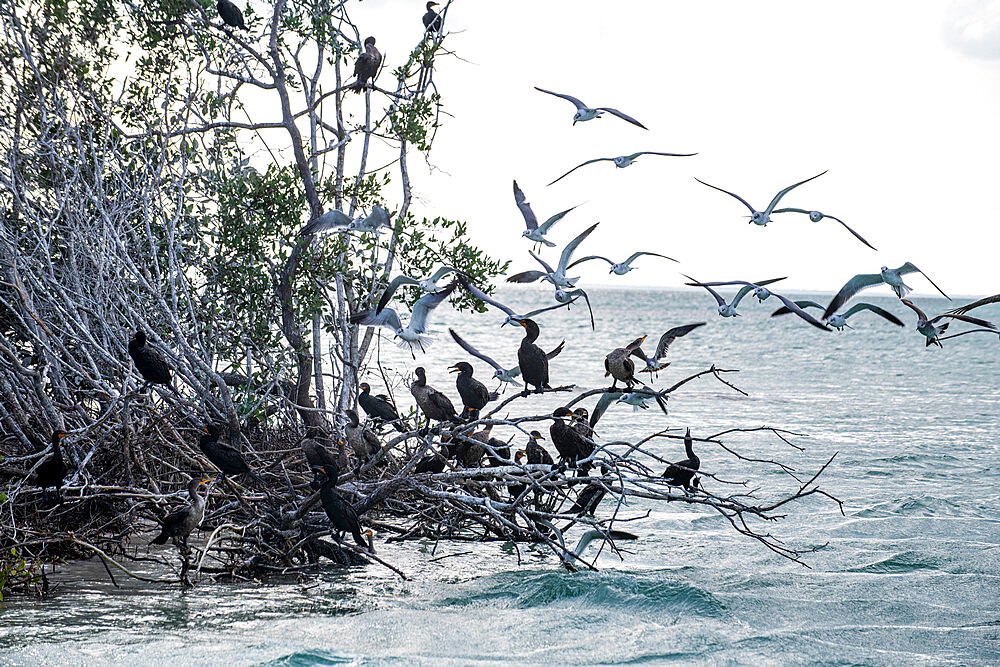 Birds in the mangroves, Holbox island, Yucatan, Mexico, North America