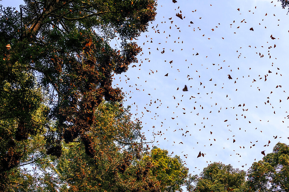 Monarch Butterfly Biosphere Reserve, UNESCO World Heritage Site, El Rosario, Michoacan, Mexico, North America