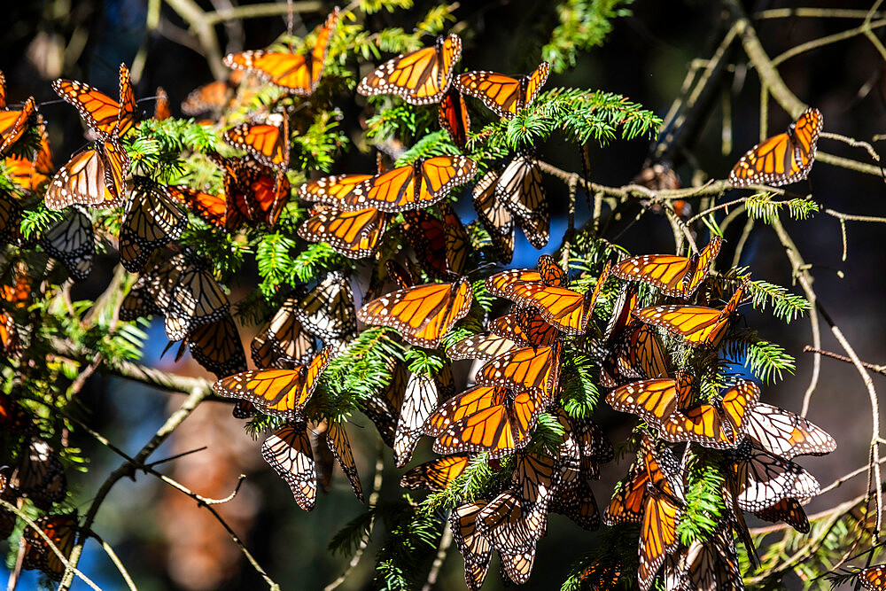 Millions of butterflies covering trees, Monarch Butterfly Biosphere Reserve, UNESCO World Heritage Site, El Rosario, Michoacan, Mexico, North America