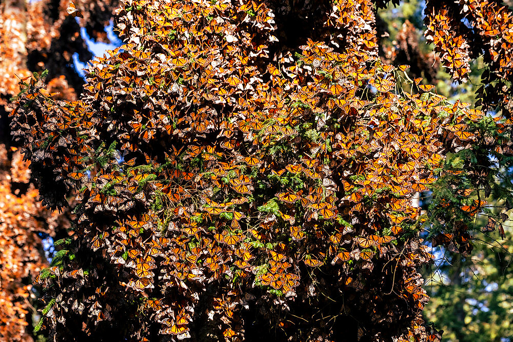 Millions of butterflies covering trees, Monarch Butterfly Biosphere Reserve, UNESCO World Heritage Site, El Rosario, Michoacan, Mexico, North America