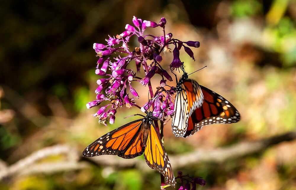 Close up of Monarch butterflies (Danaus plexippus), Monarch Butterfly Biosphere Reserve, UNESCO World Heritage Site, El Rosario, Michoacan, Mexico, North America