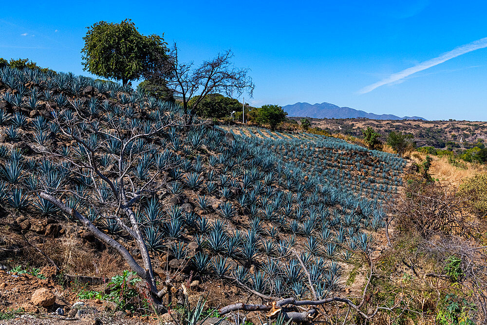 Blue Agave field, UNESCO World Heritage Site, Tequila, Jalisco, Mexico, North America