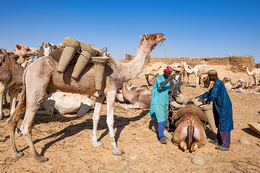 Camels getting loaded with salt cylinders, Bilma, Tenere desert, Niger, West Africa, Africa