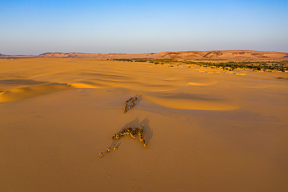 Oasis Fachi, Tenere desert, Niger, West Africa, Africa