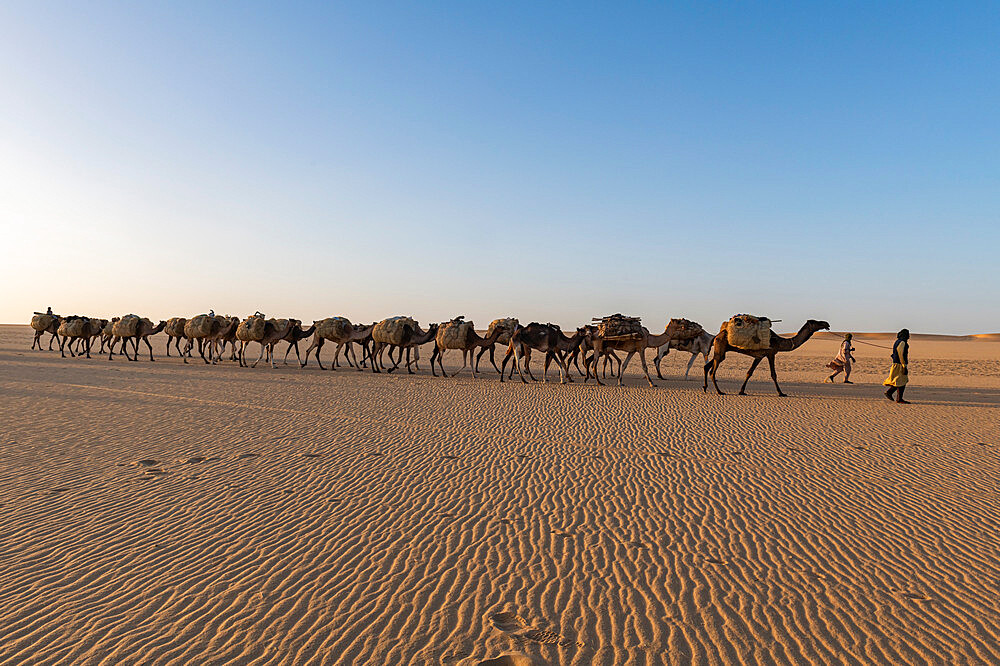 Salt caravan transporting salt through the desert, Oasis Fachi, Tenere desert, Niger, West Africa, Africa