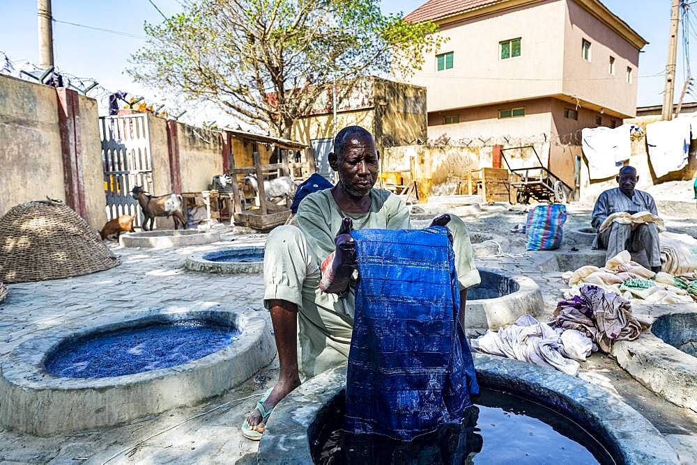 Man dyeing clothes with Indigo, Dyeing pits, Kano, Kano state, Nigeria, West Africa, Africa