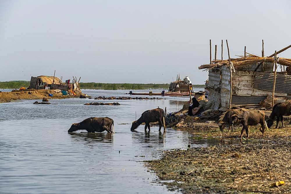 Reed house of Marsh Arabs, Mesopotamian Marshes, The Ahwar of Southern Iraq, UNESCO World Heritage Site, Iraq, Middle East