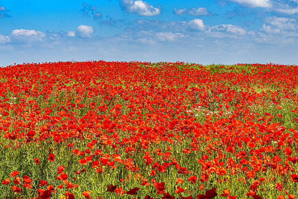 Poppy flower field, Zelena Hora, Czech Republic, Europe