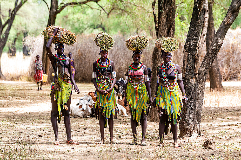 Girls with collected reeds on their heads on their way home, Toposa tribe, Eastern Equatoria, South Sudan, Africa