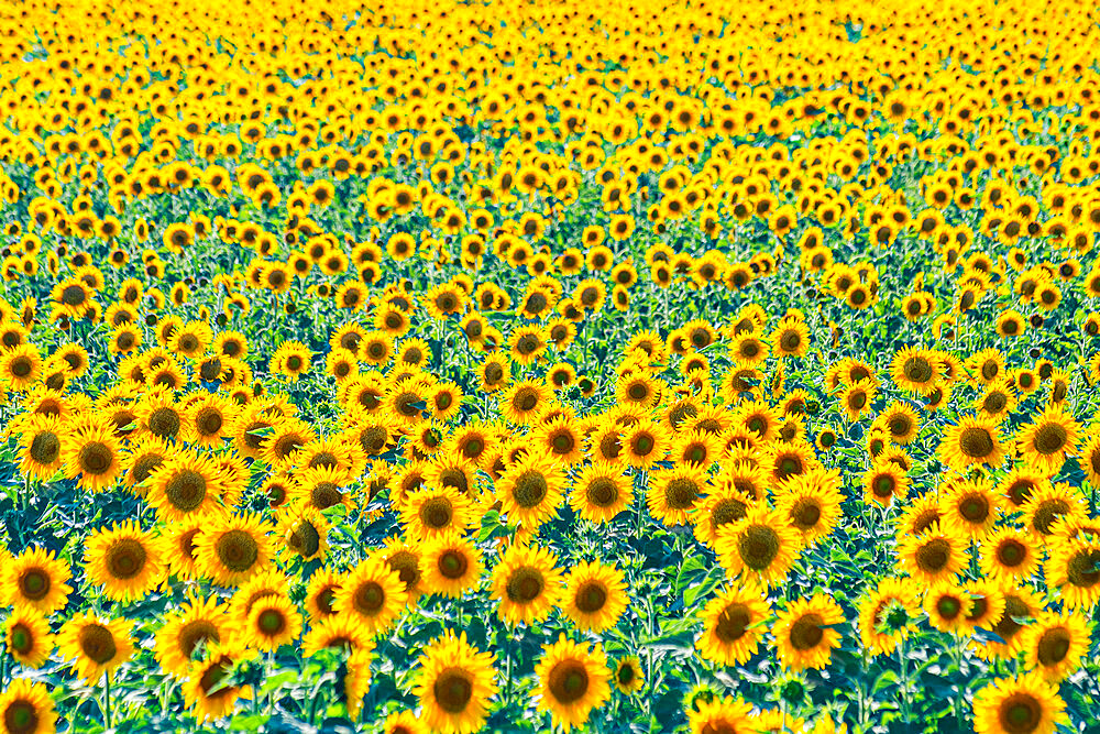 Field of sunflowers, Orenburg Oblast, Russia, Europe