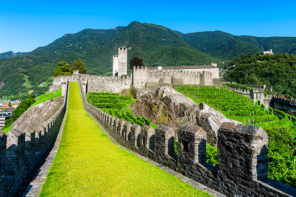 Vineyards in Castelgrande, Three Castles of Bellinzona UNESCO World Heritage Site, Ticino, Switzerland, Europe