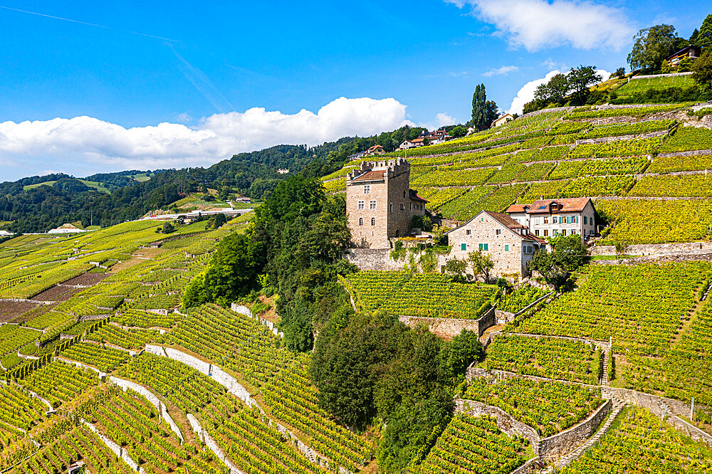 Aerial of the Lavaux Vineyard Terraces, UNESCO World Heritage Site, Lake Geneva, Switzerland, Europe