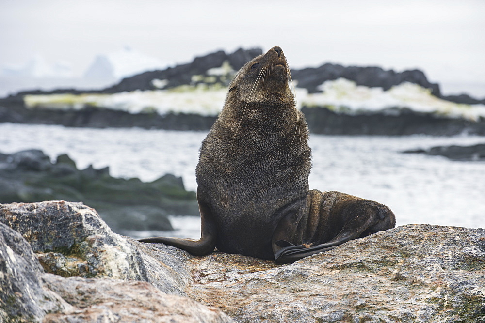 Antarctic fur seal (Arctocephalus gazella), Gourdin Island, Antarctica, Polar Regions