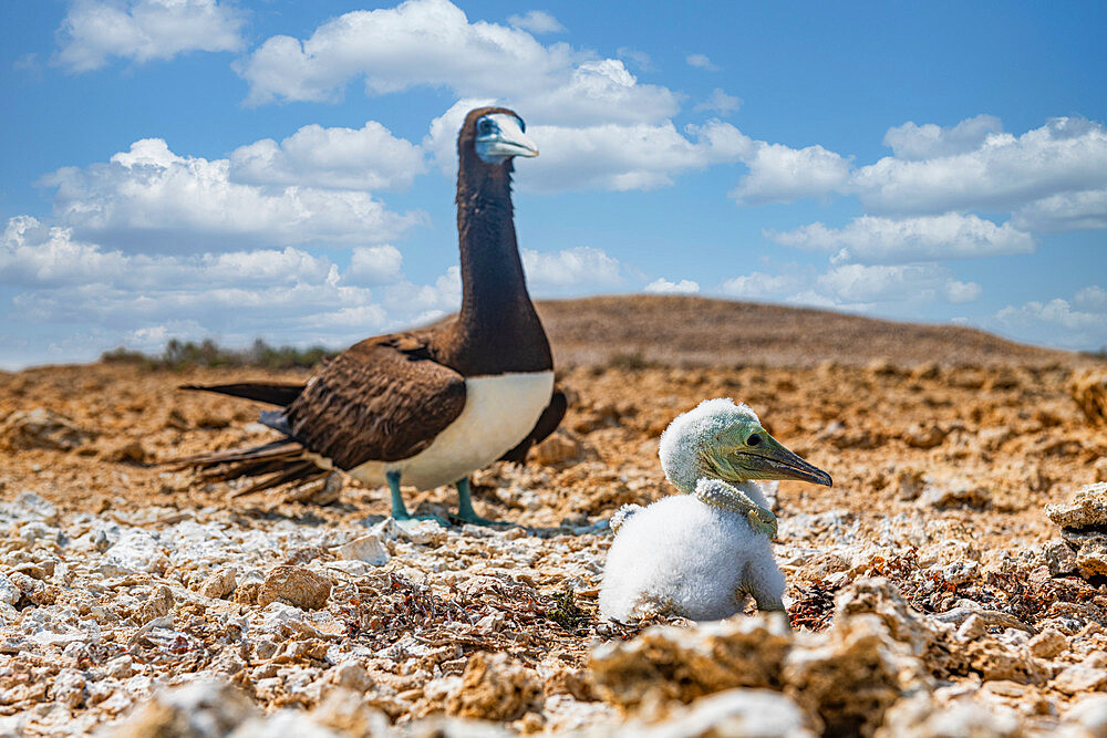 Brown Booby (Sula leucogaster) with its chick, Farasan islands, Kingdom of Saudi Arabia, Middle East