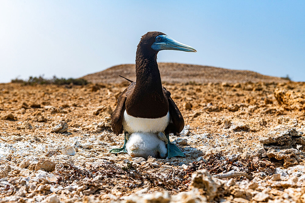 Brown Booby (Sula leucogaster) with its chick, Farasan islands, Kingdom of Saudi Arabia, Middle East