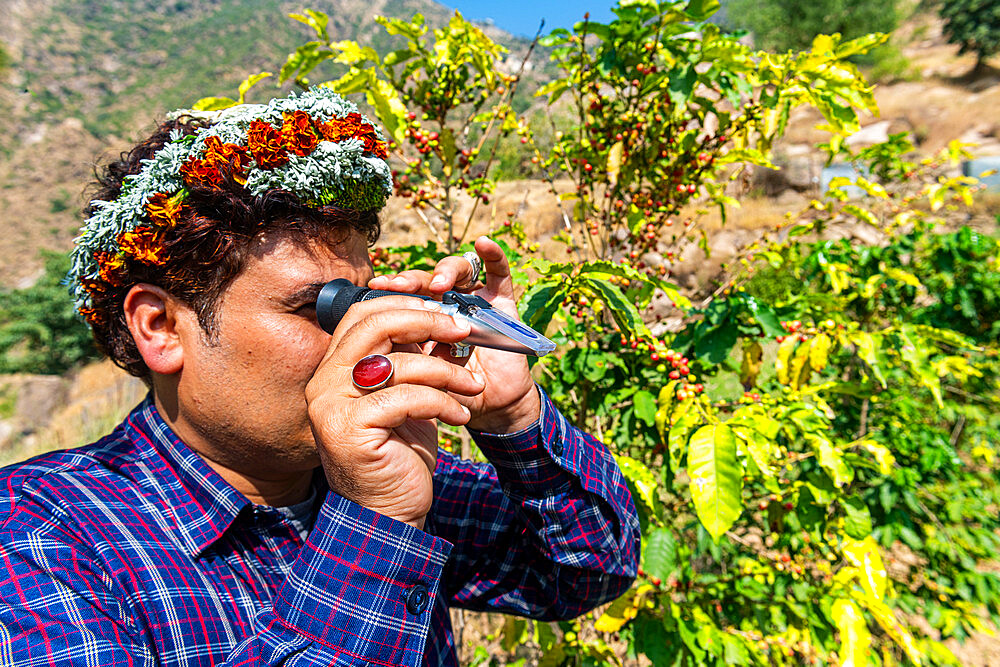 Traditional dressed man of the Qahtani Flower men tribe in the coffee plants, examining the coffee beans, Asir Mountains, Kingdom of Saudi Arabia, Middle East