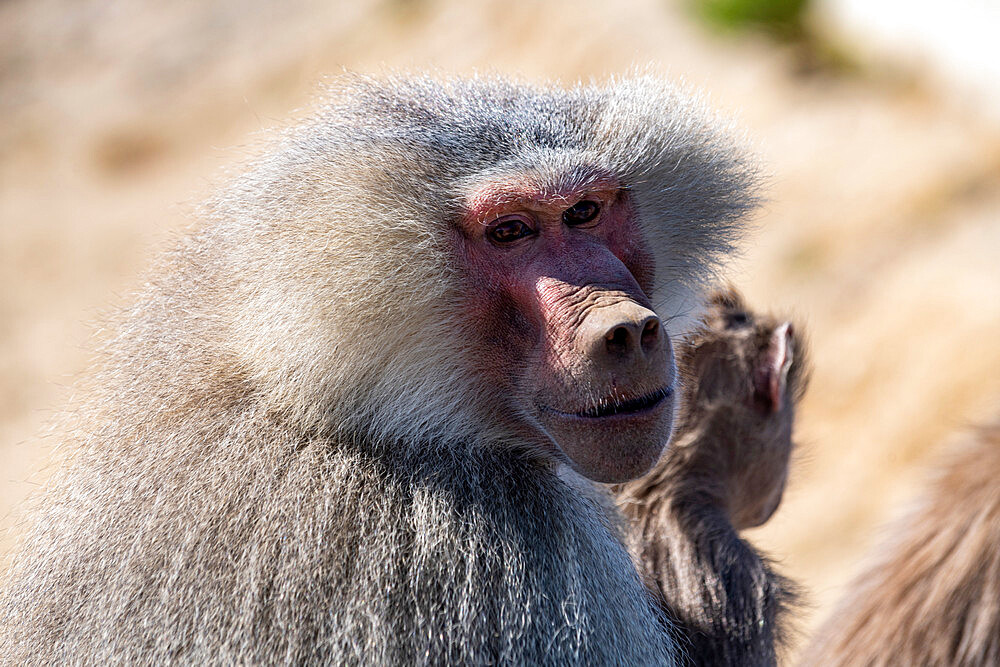 Baboon, Abha, Kingdom of Saudi Arabia, Middle East