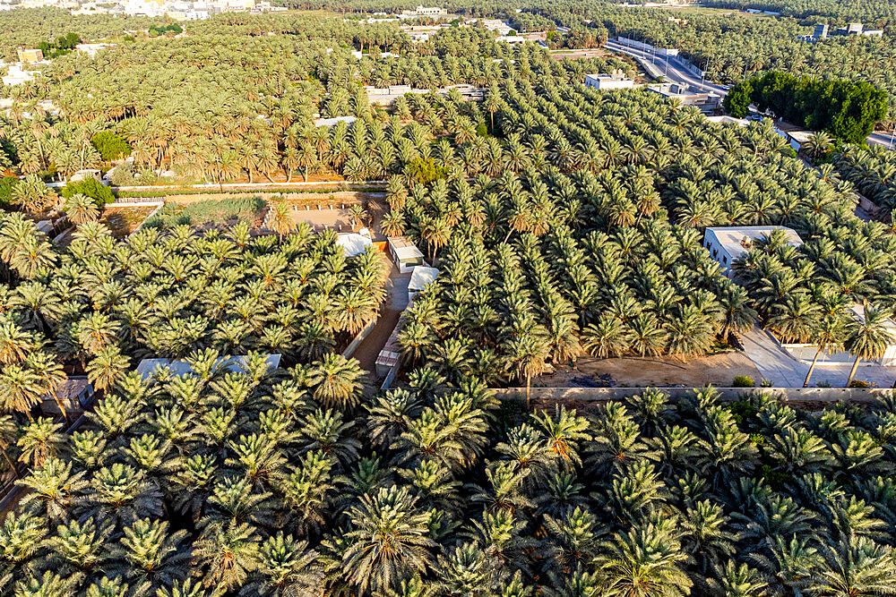 Aerial of the Al Ahsa (Al Hasa) Oasis, largest Oasis in the world, UNESCO World Heritage Site, Hofuf, Kingdom of Saudi Arabia, Middle East