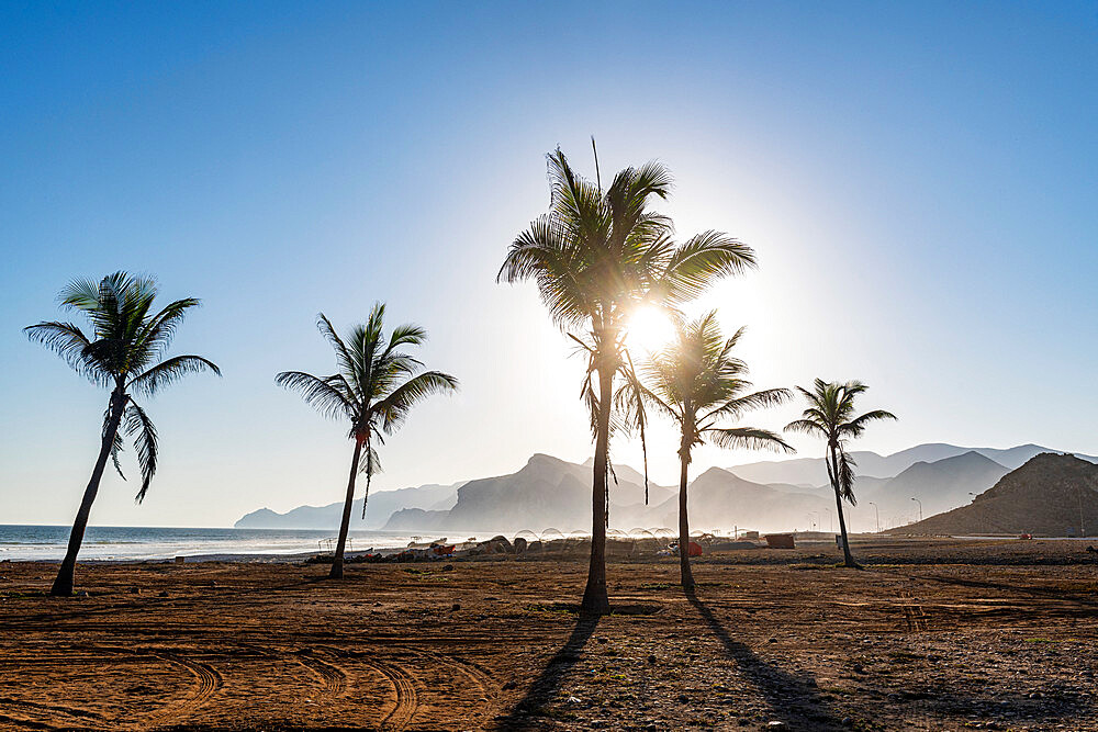 Palm trees in backlight on Mughsail beach, Salalah, Oman, Middle East