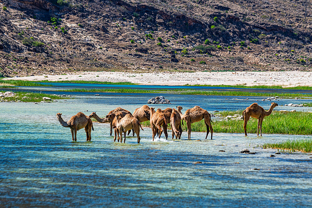 Camels drinking in a river in Wadi Ashawq, Salalah, Oman, Middle East