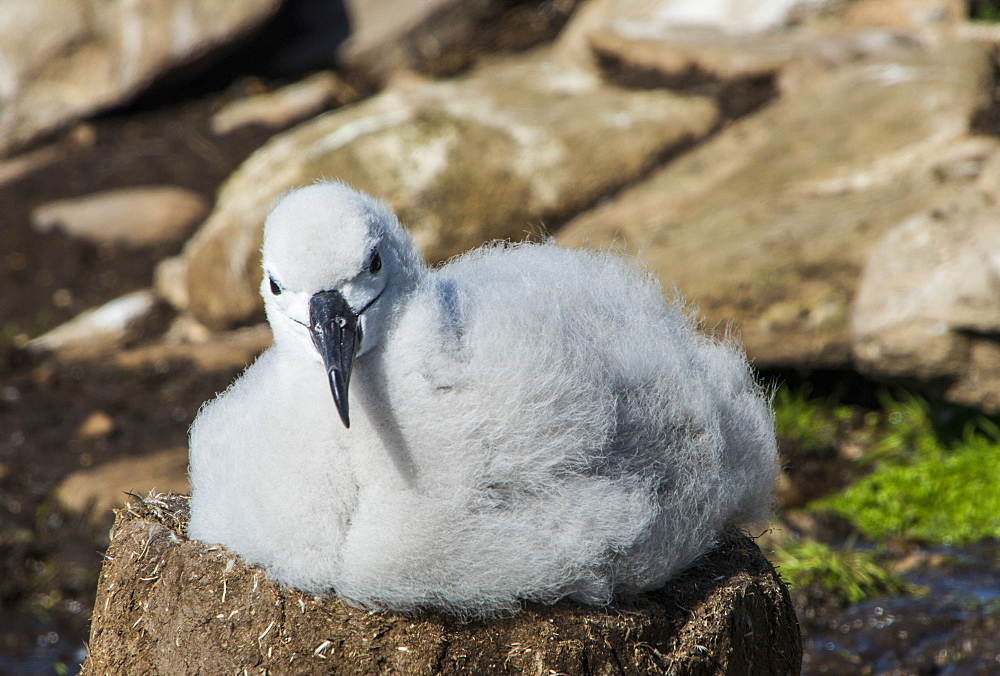 Black-browed albatross chick (Thalassarche melanophris), Saunders Island, Falklands, South America