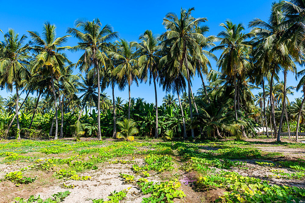 Green oasis of Salalah, Oman, Middle East