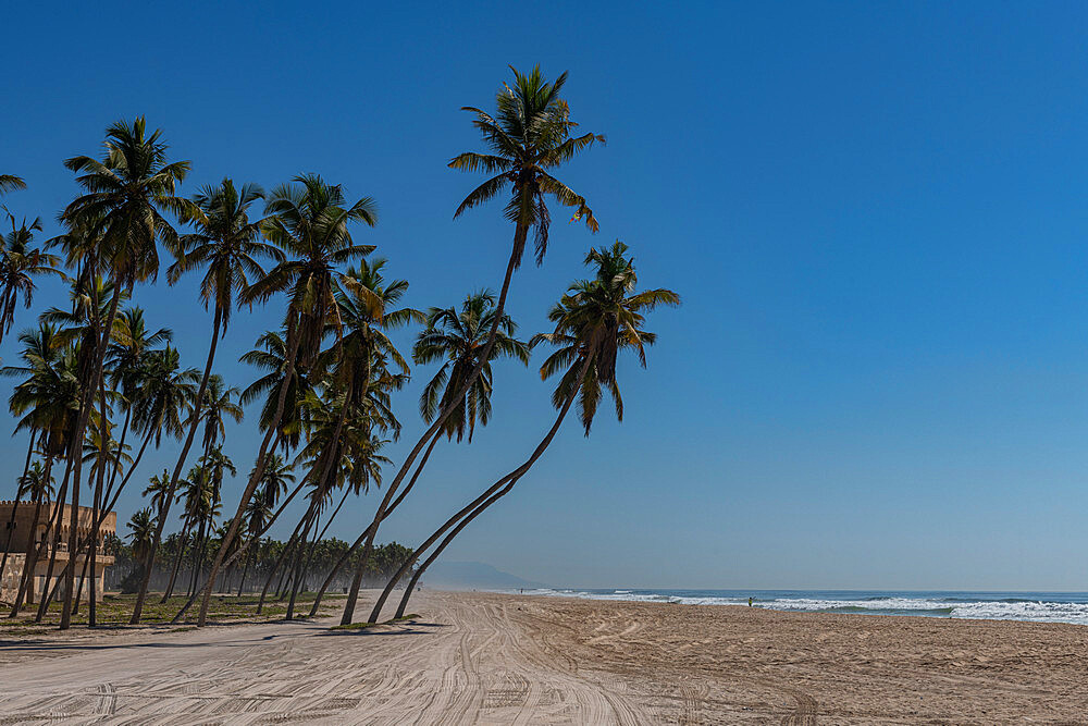 Palm trees at the beach of Salalah, Oman, Middle East