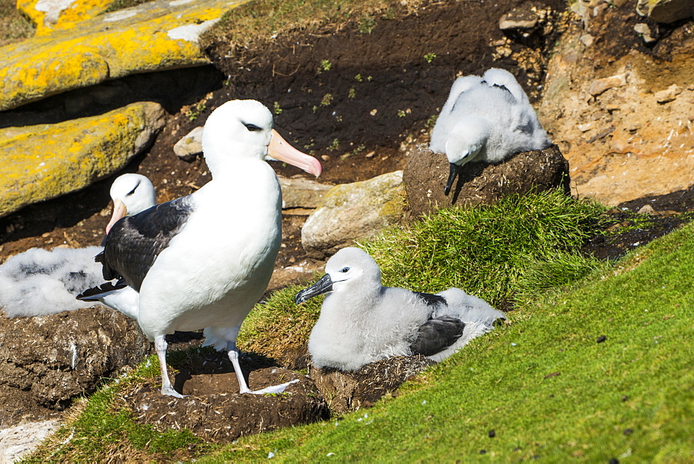 Colony of black-browed albatross (Thalassarche melanophris), Saunders Island, Falklands, South America