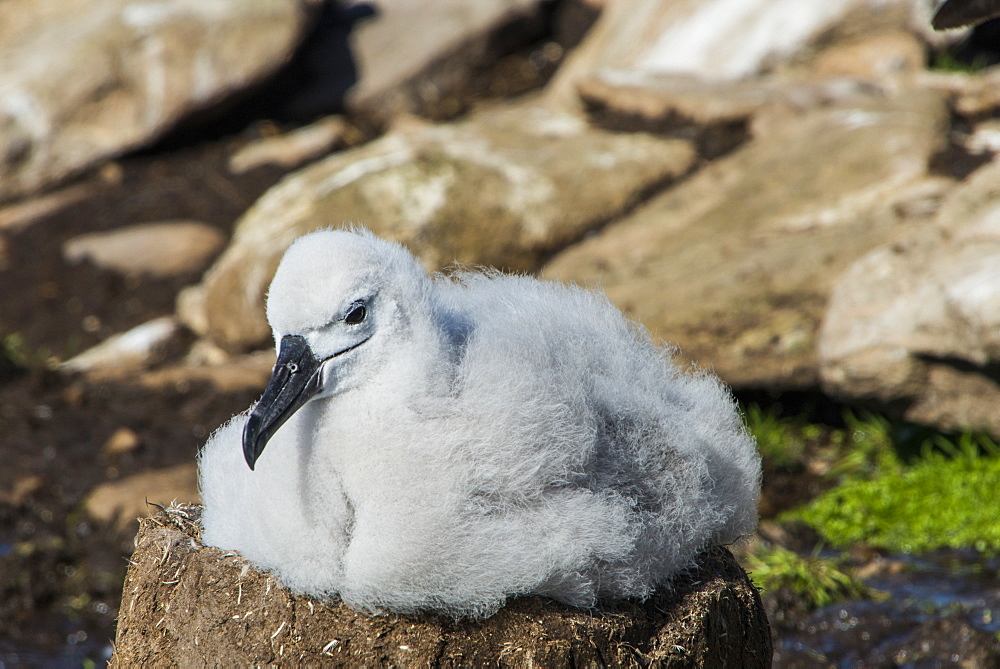 Black-browed albatross chick (Thalassarche melanophris), Saunders Island, Falklands, South America