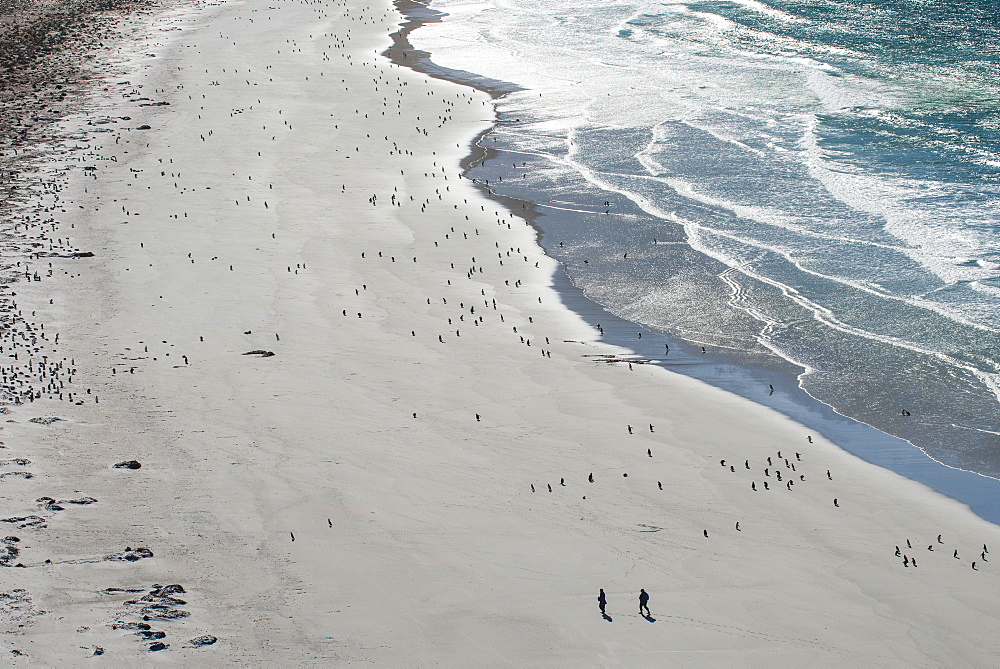 Tourists walking between a huge numbers of Long-tailed gentoo penguins (Pygoscelis papua), Saunders Island, Falklands, South America